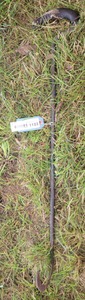 Clifford T. Phillips, Red Hook, New York: Phillips' Patent Pruning Hook