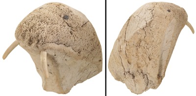 Unmarked: Early Inuit Sculptur Of Walrus