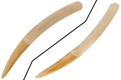 Unmarked: Early Animal Horn "Page Turner"
