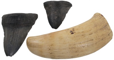 Assorted Makers: Lot Of Three Fossil Items