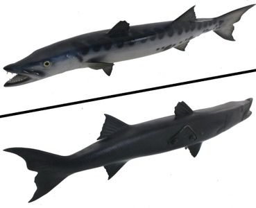 Unmarked: Large Fiberglass Model Barracuda