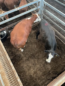 StockLive